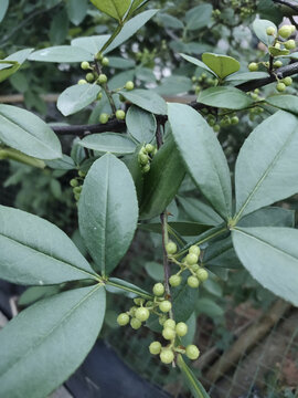 花椒叶与花椒果