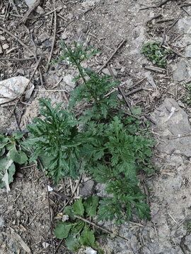 马鞭草植株