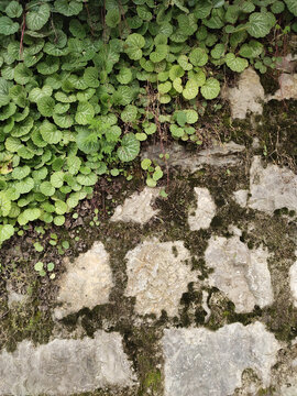 虎耳草海报背景