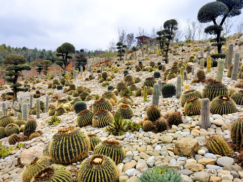 仙人球种植基地