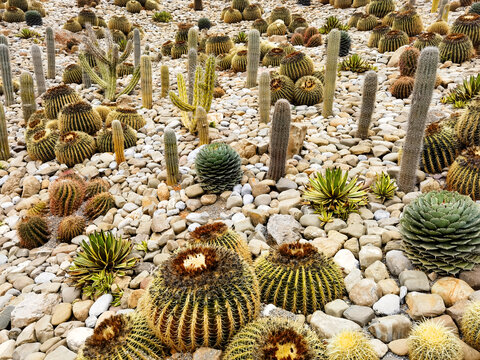 仙人球种植基地