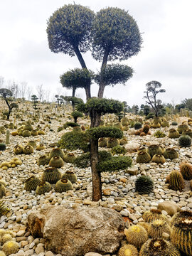 仙人球基地