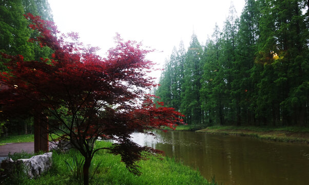 河边红枫树