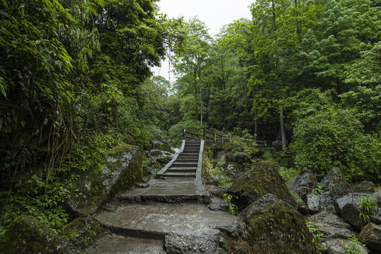 青城山森林