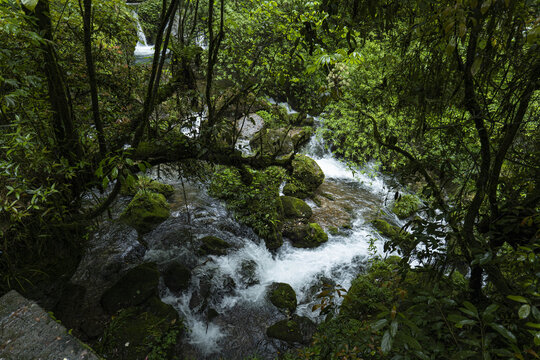 青城山森林