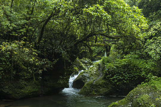 青城山森林