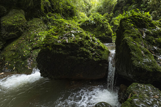 青城山森林