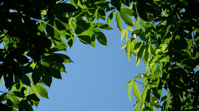 在晴朗的蓝天下俯瞰树木