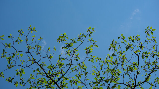 蓝天下开花植物的低角度视图