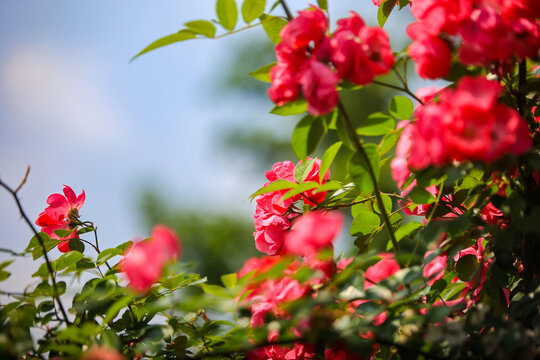 杭州白马湖公园蔷薇花海