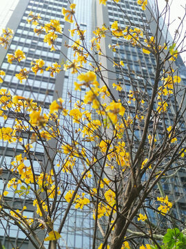黄色花果树鸡蛋花与楼宇