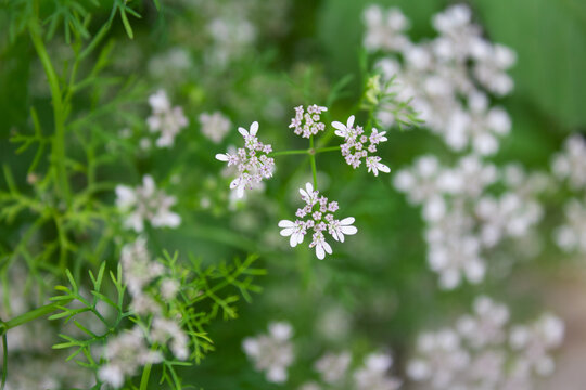 老香菜