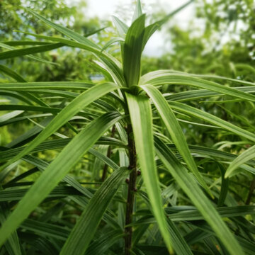 百合植株