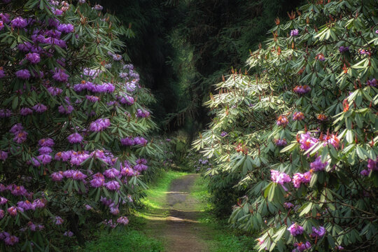 龙池高山杜鹃花森林