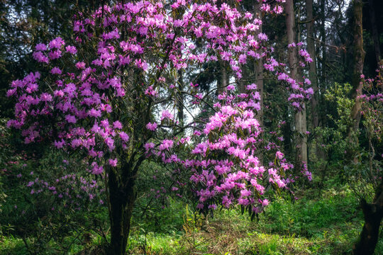 龙池高山杜鹃花