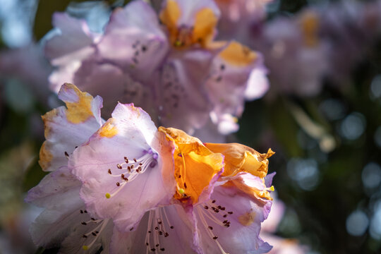 龙池高山杜鹃花