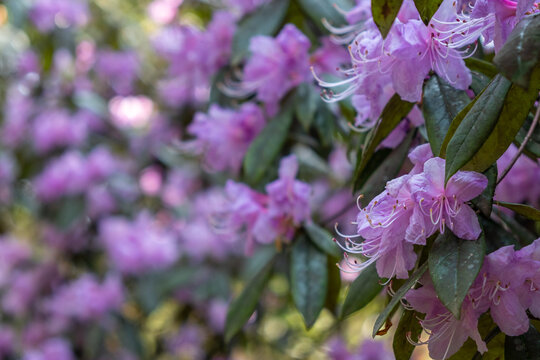 龙池高山杜鹃花