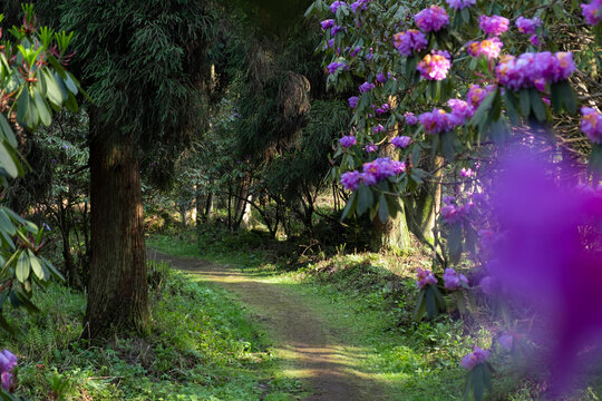 龙池高山杜鹃花