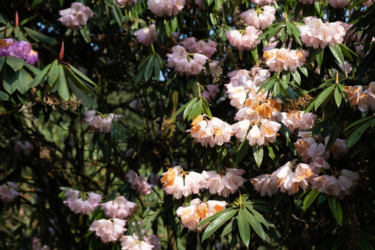 龙池高山杜鹃花