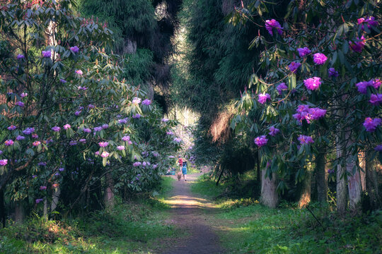 龙池高山杜鹃花