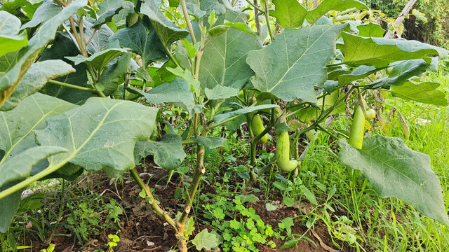 茄子植株