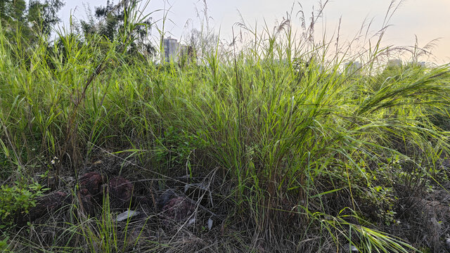 野草