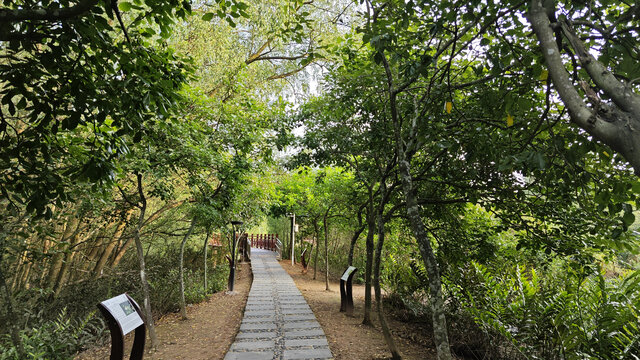 惠州红树林湿地公园