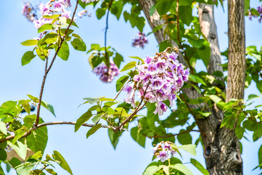 泡桐花