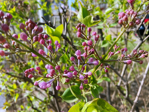 春暖花开