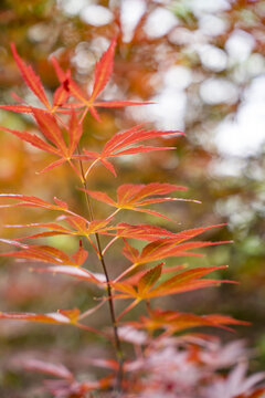 红色鸡爪槭枫叶
