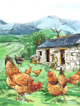 农家散养鸡插画分层