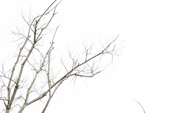 水墨黑白枯枝树枝背景