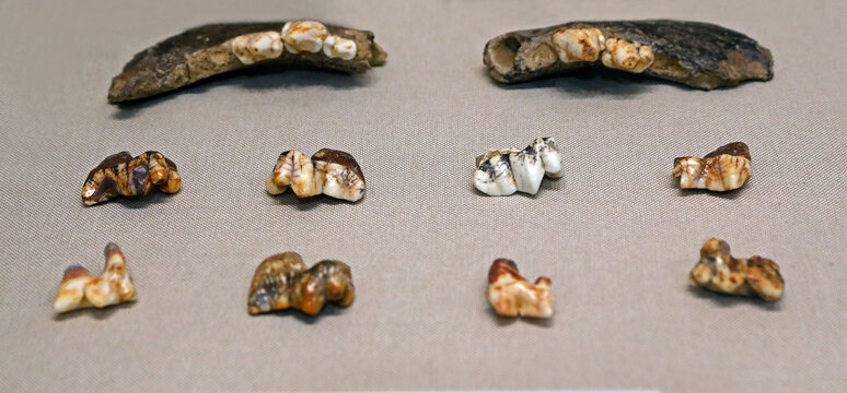 旧石器时代鬣狗牙齿化石