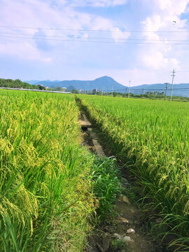稻田