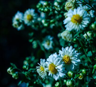 菊花花卉展会