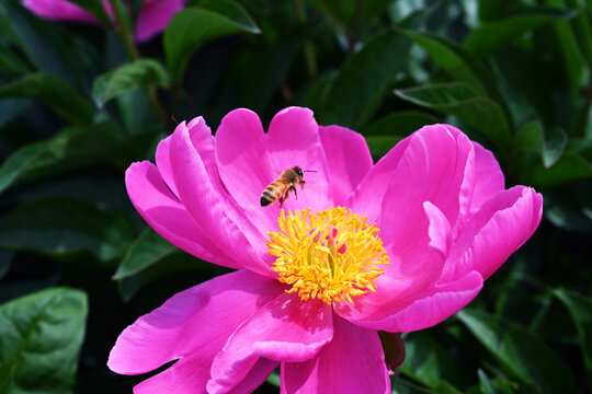 蜜蜂与芍药花