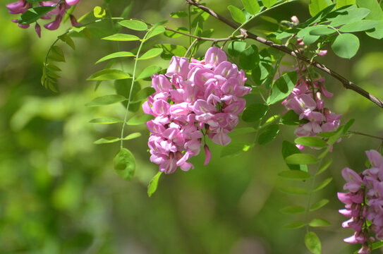 一枝槐花