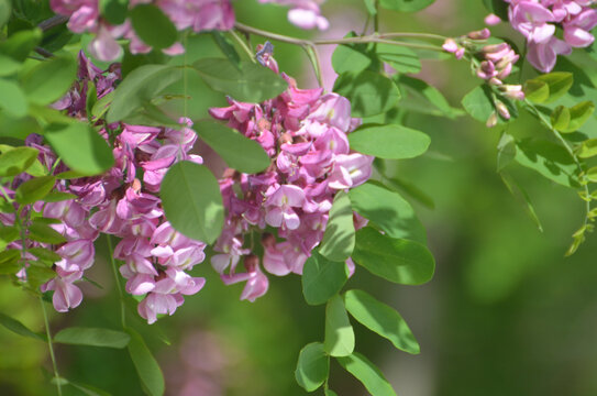 紫槐花