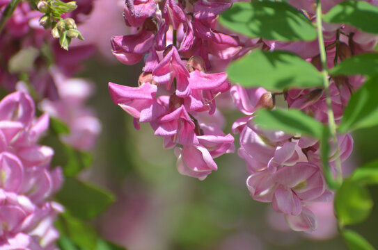 特写紫槐花