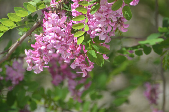 一枝槐花