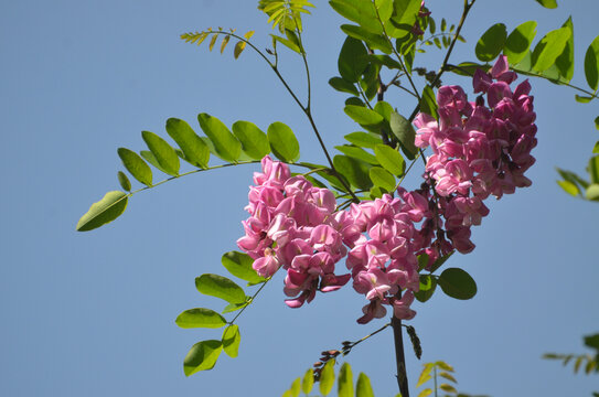 一枝槐花