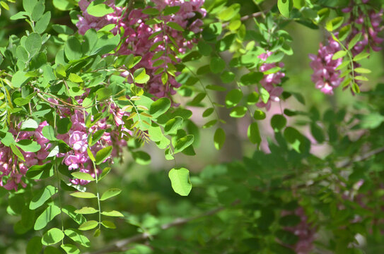 槐树开花