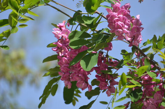 槐树开花