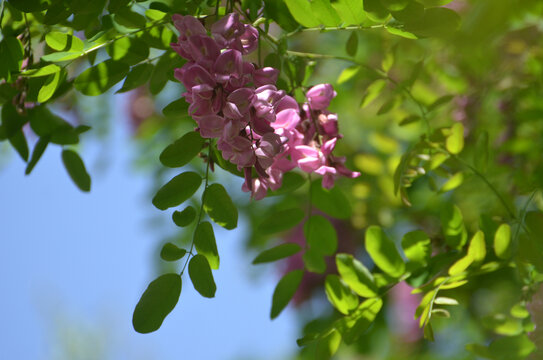 洋槐花素材