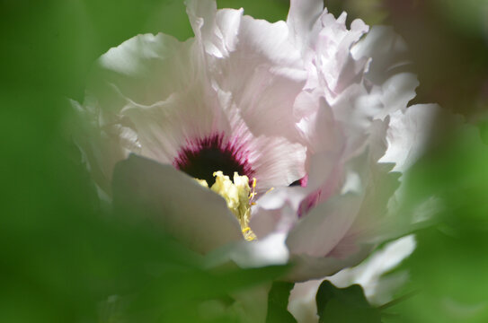 牡丹花特写