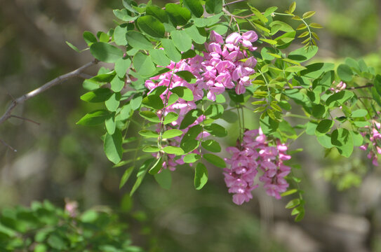 洋槐花素材