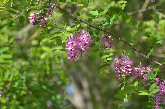 紫色槐树花