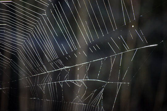 蜘蛛网的微距摄影