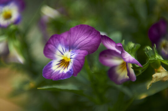 紫白三色堇角堇