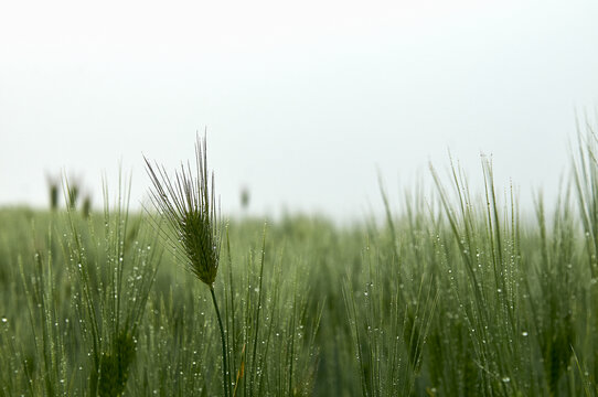 青青的麦穗在雨中